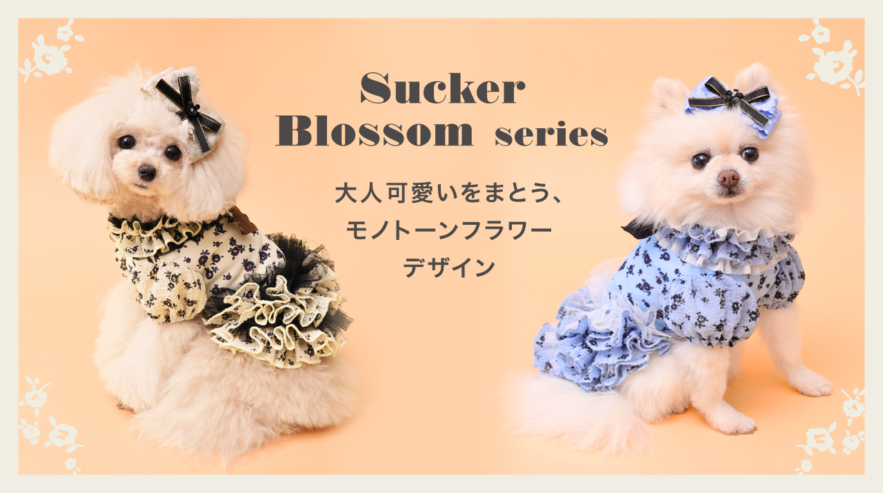 ���å����֥��å��ॷ�꡼��